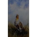 Ann Willoughby King ( mid XX) Watercolour with gouache highlights Portrait of a English Partridge