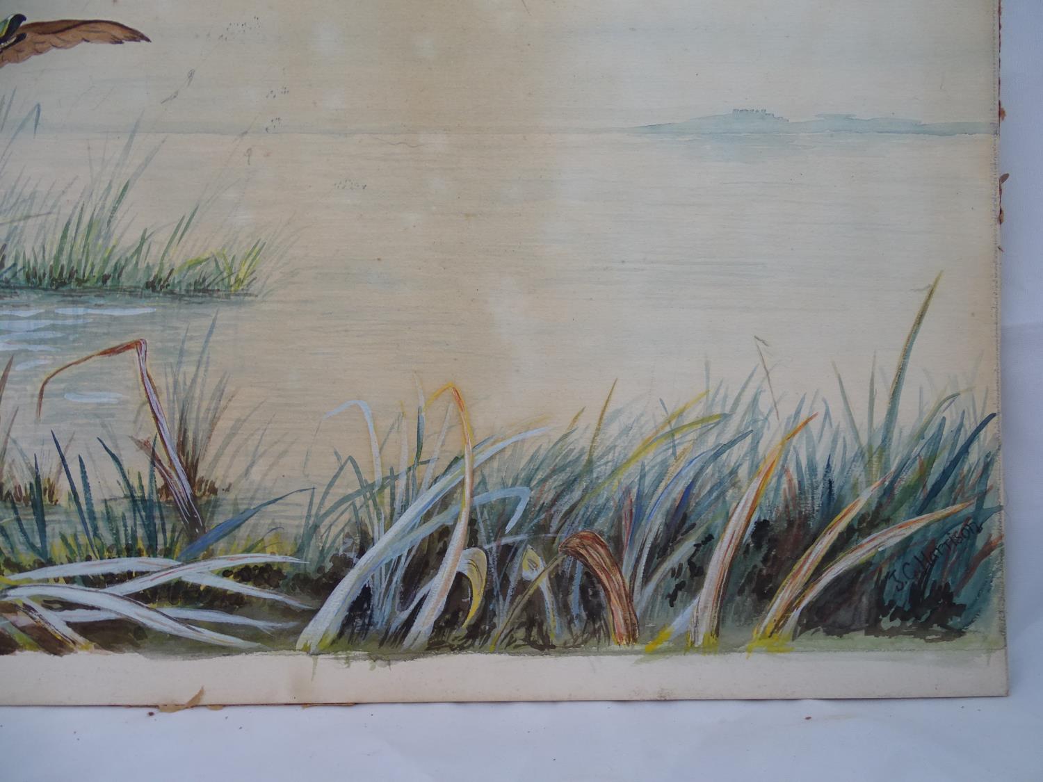 John Cyril Harrison (1898-1985) Watercolour and gouache A mallard Duck ( Drake) ? springing ? from - Image 7 of 8