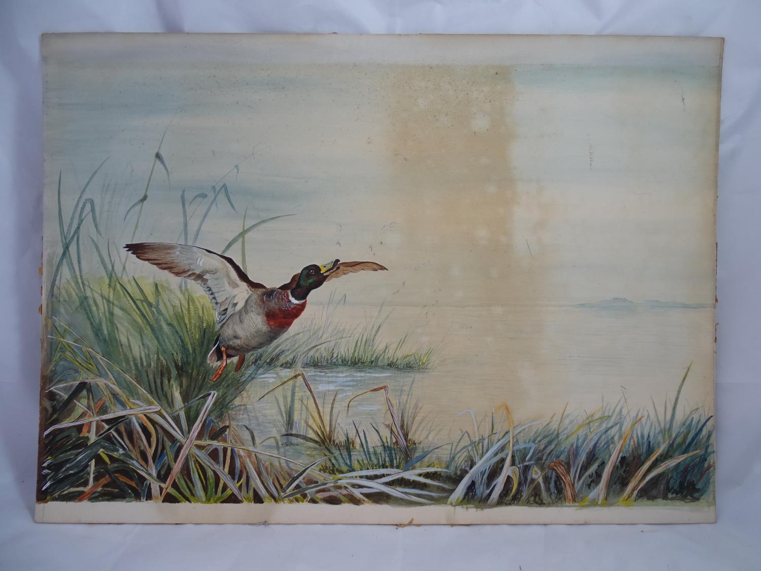 John Cyril Harrison (1898-1985) Watercolour and gouache A mallard Duck ( Drake) ? springing ? from - Image 3 of 8