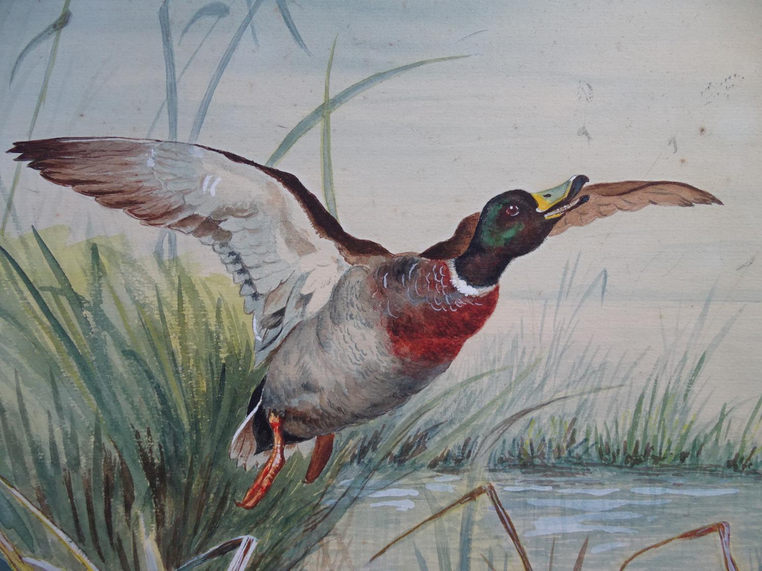 John Cyril Harrison (1898-1985) Watercolour and gouache A mallard Duck ( Drake) ? springing ? from