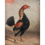 J Box XX Oil on canvas laid on board Portrait of a fighting cock, a game cockerel wearing spurs,