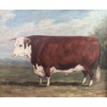 J Box XX Oil on canvas laid on board Portrait of a favourite old Hereford Bull (Ox) Signed lower
