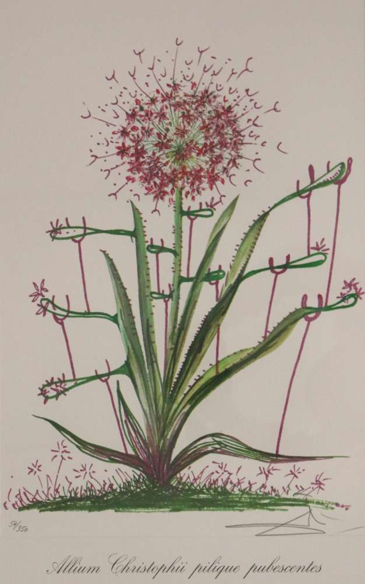 Salvador DALI (1904-1989), ''Allium christophi pilique pubescentes'' aus der Folge ''Surrealistische
