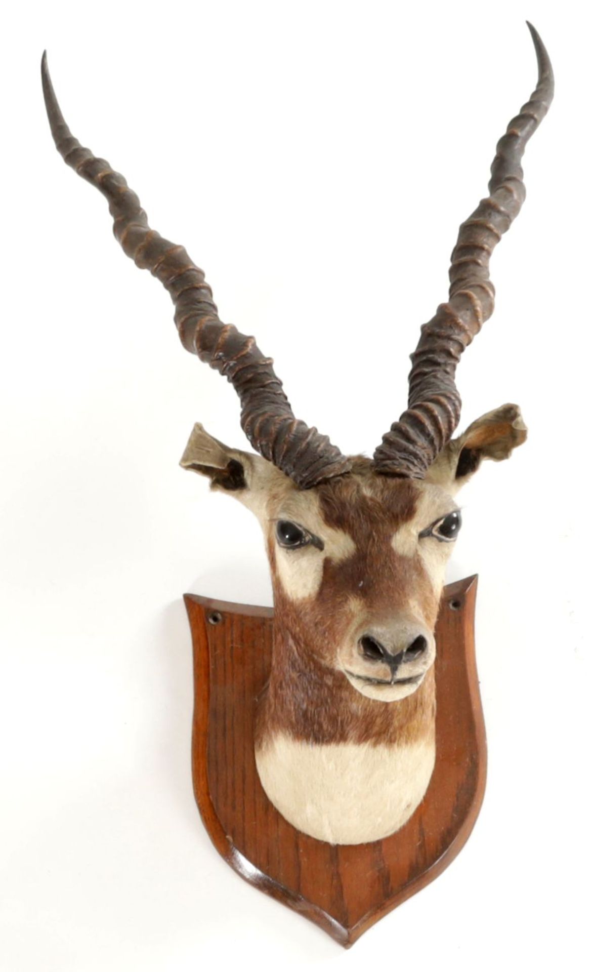 Präparat einer Antilope Holz/Fell/Horn