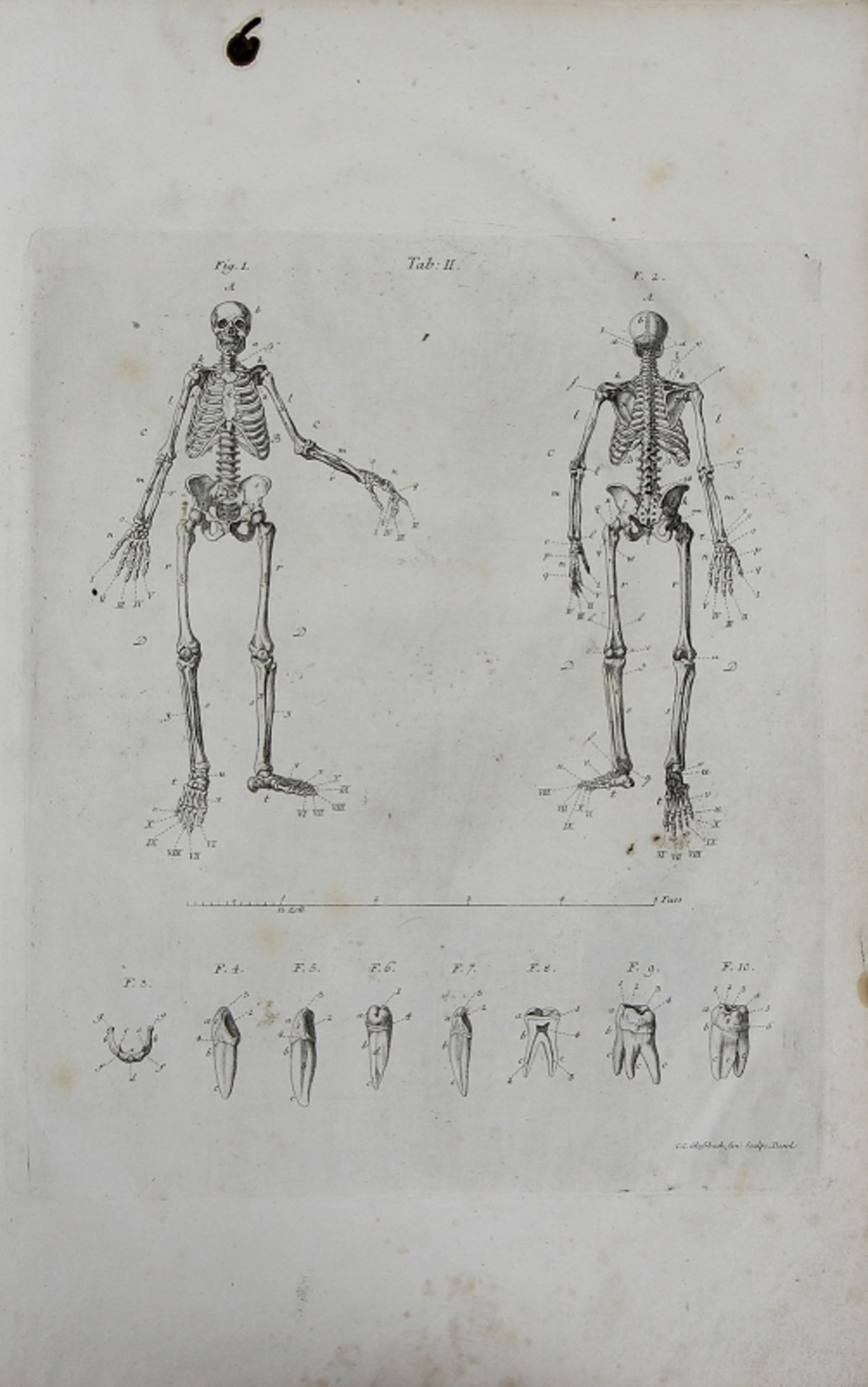 Johann Christoph Andreas Mayer "Anatomische Kupfertafeln nebst den dazu gehörigen Erklärungen" - Bild 7 aus 12