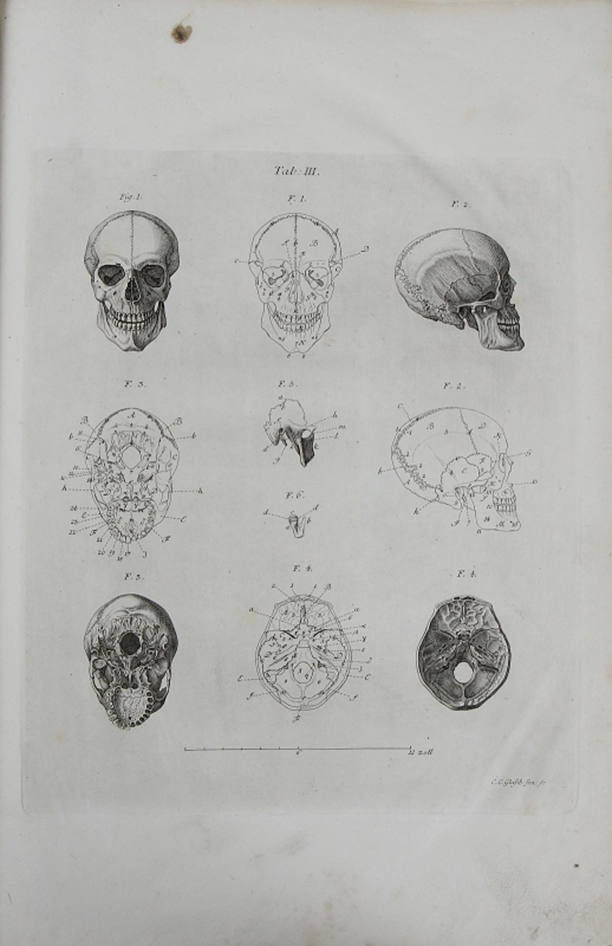 Johann Christoph Andreas Mayer "Anatomische Kupfertafeln nebst den dazu gehörigen Erklärungen" - Bild 8 aus 12