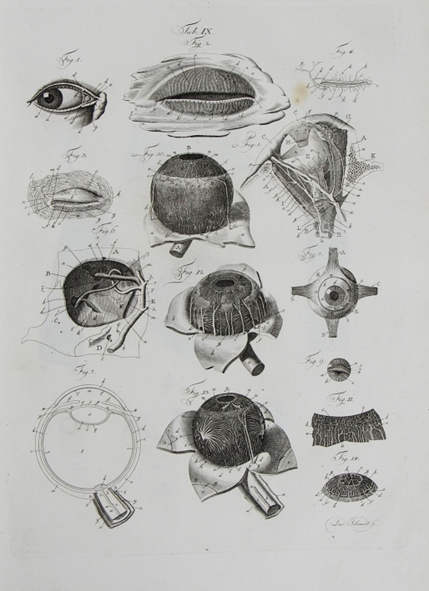 Johann Christoph Andreas Mayer "Anatomische Kupfertafeln nebst den dazu gehörigen Erklärungen" - Bild 11 aus 12