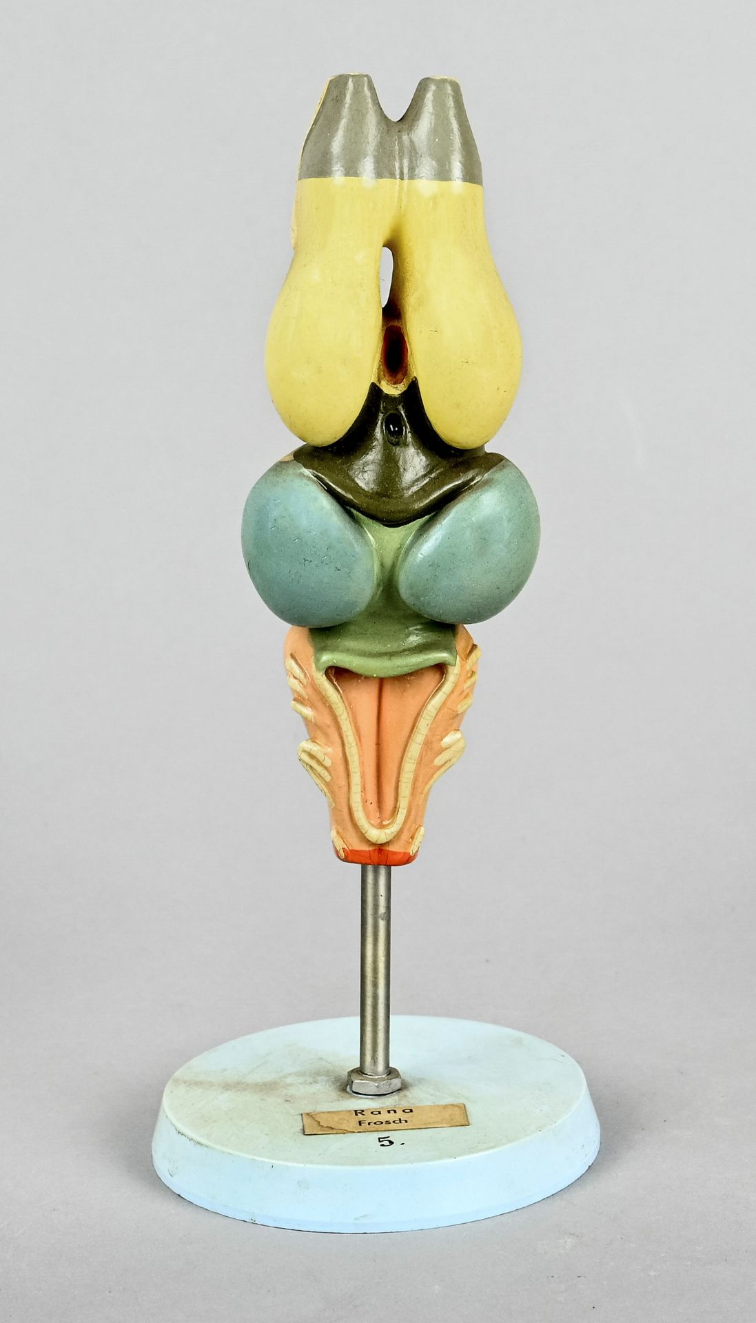 Anatomical model, German Hygiene Museum, GDR c. 1960/70, "Frog", coloured, height 22 cm