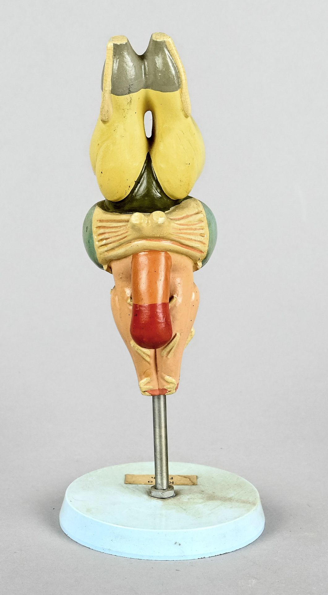 Anatomical model, German Hygiene Museum, GDR c. 1960/70, "Frog", coloured, height 22 cm - Image 2 of 2