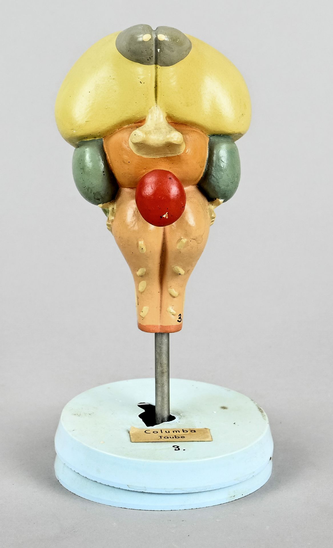 Anatomical model, German Hygiene Museum, GDR c. 1960/70, "Pigeon", teaching model, coloured, foot d