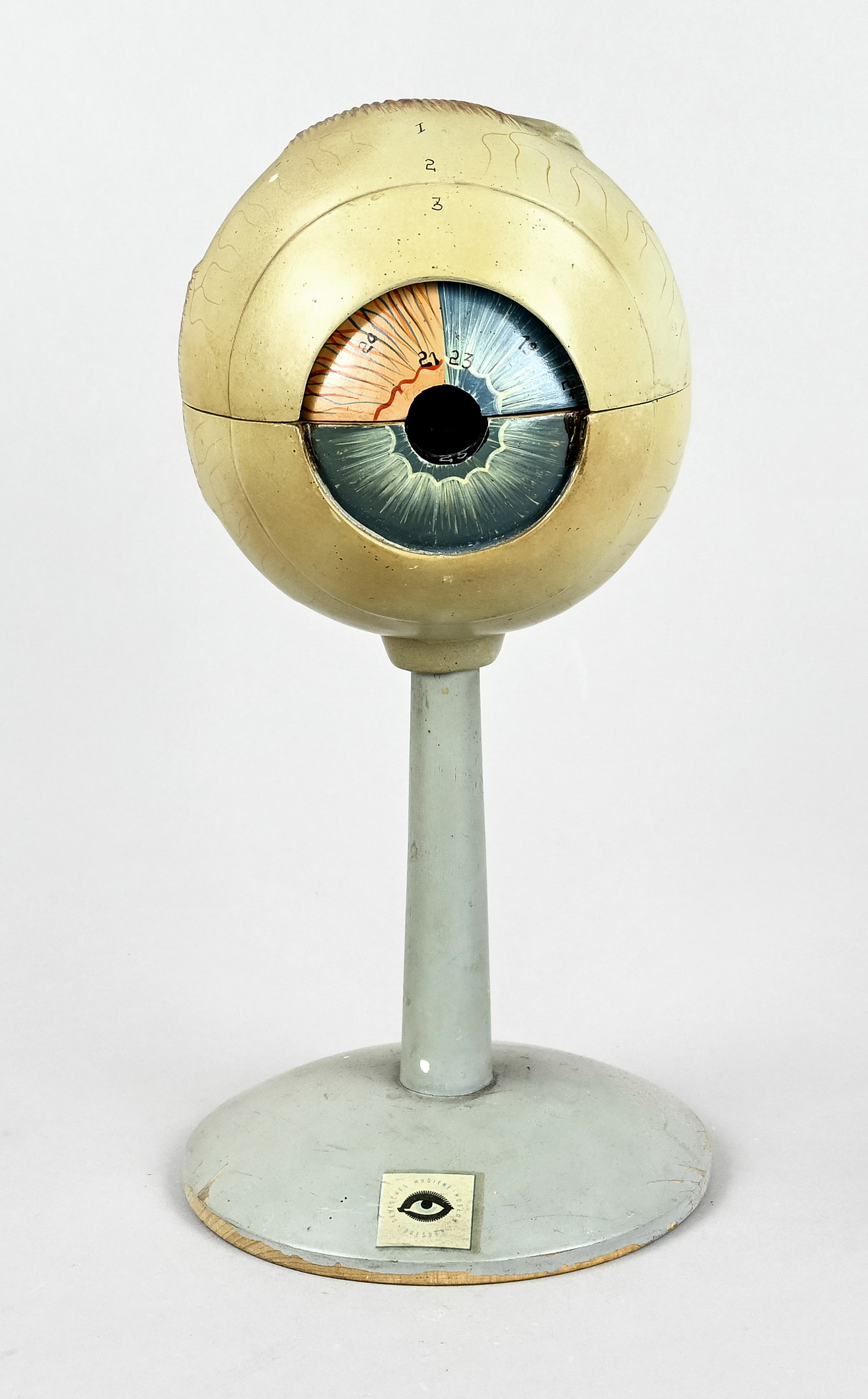 Schaumodell, Deutsches Hygienemuseum, DDR um 1960/70, "Das Auge", farbig gefasst, Pappmaché?, detai