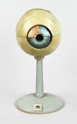 Anatomical model, German Hygiene Museum, GDR c. 1960/70, "The Eye", coloured, papier-mâché?, detail