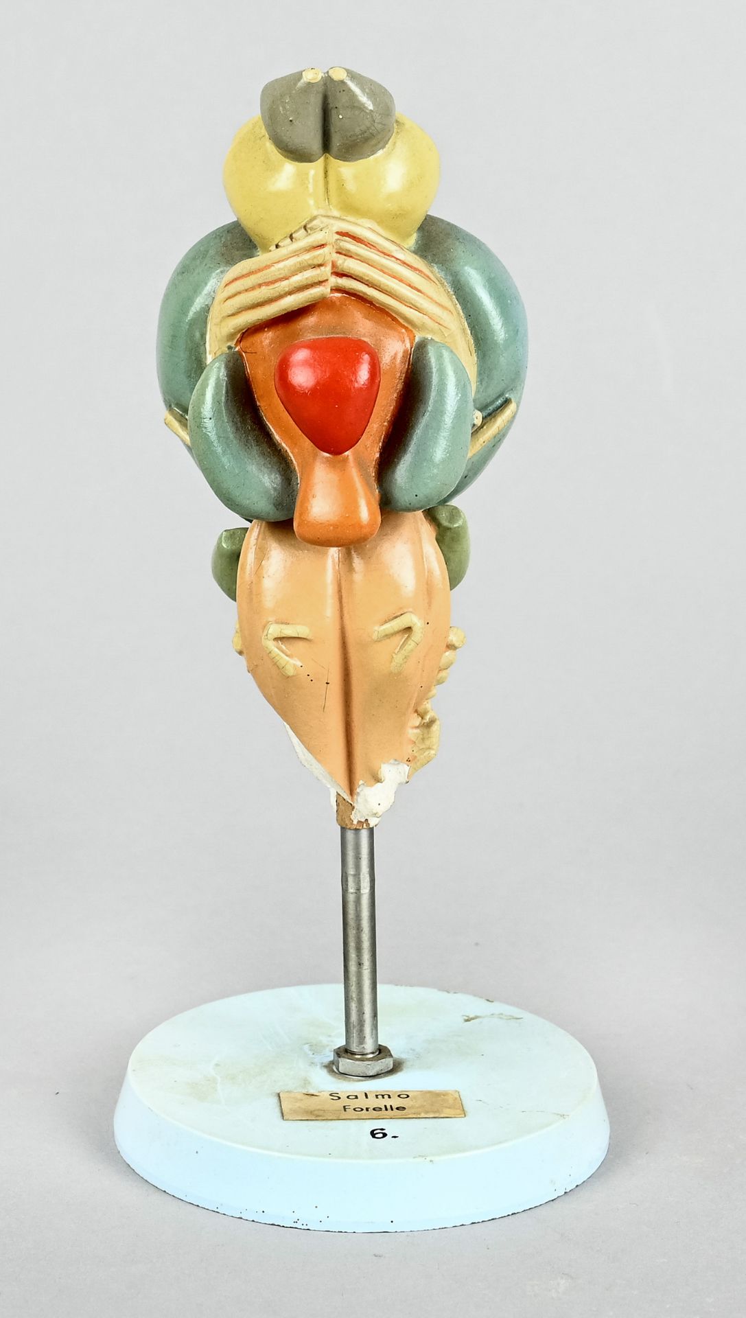 Anatomical model, German Hygiene Museum, GDR around 1960/70, signed "Salmo", height 20 cm, damaged