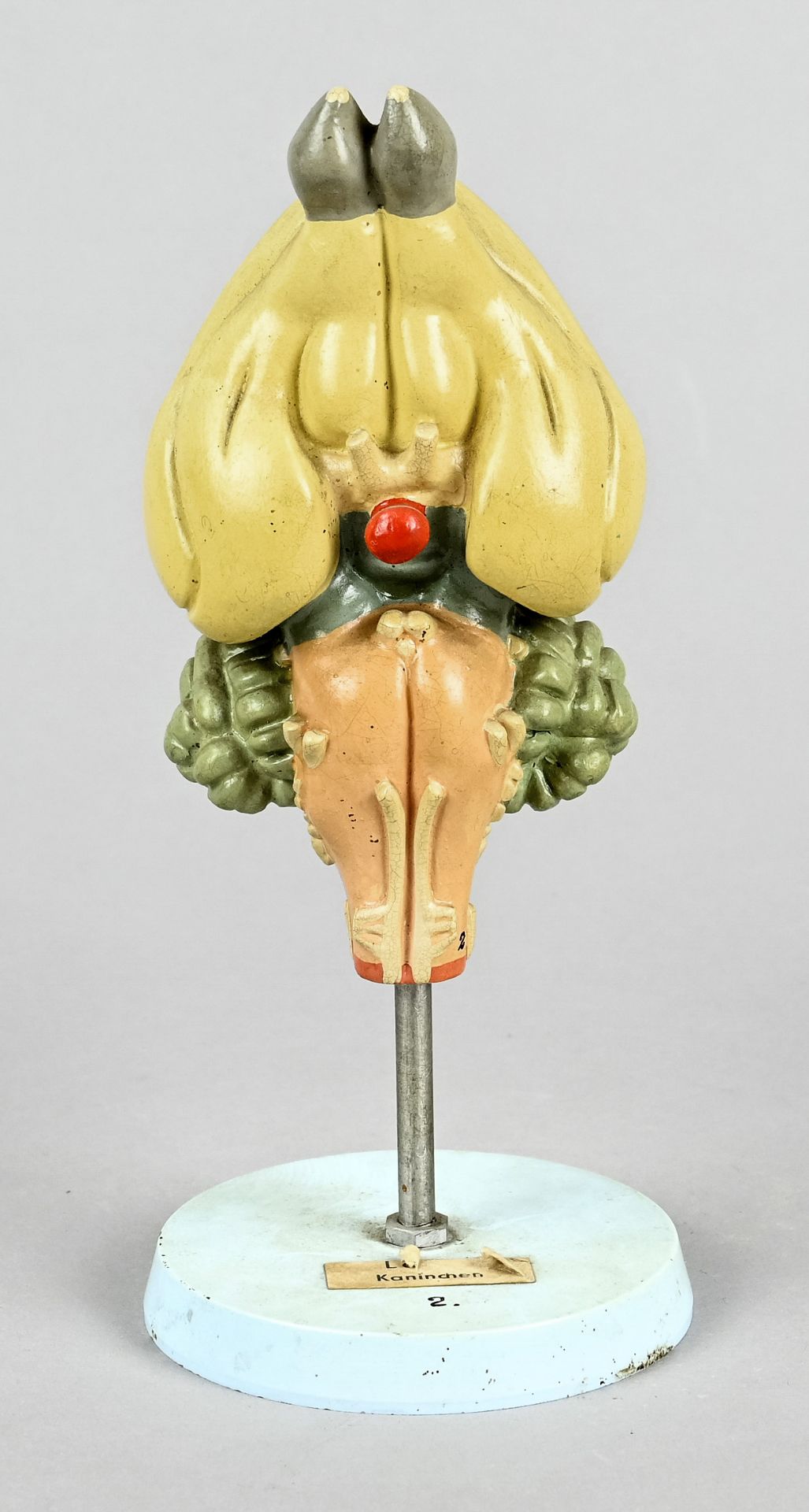 Anatomical model, German Hygiene Museum, GDR c. 1960/70, "Rabbit", inscribed, coloured, height 21 c