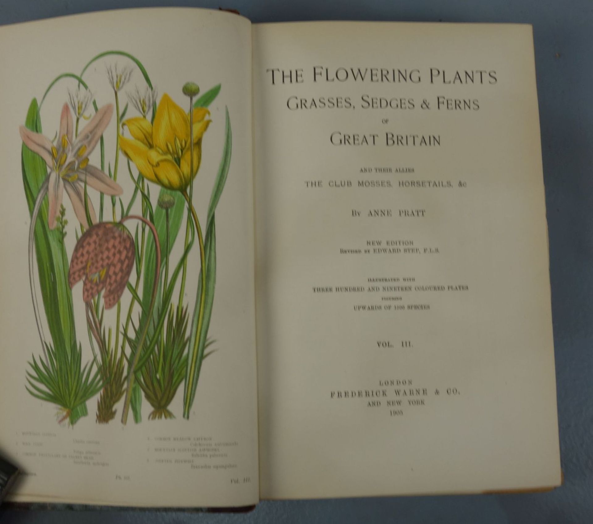 KONVOLUT BÜCHER VON 1899-1905: The Flowering Plants (Bd. 1-3) - Bild 3 aus 3