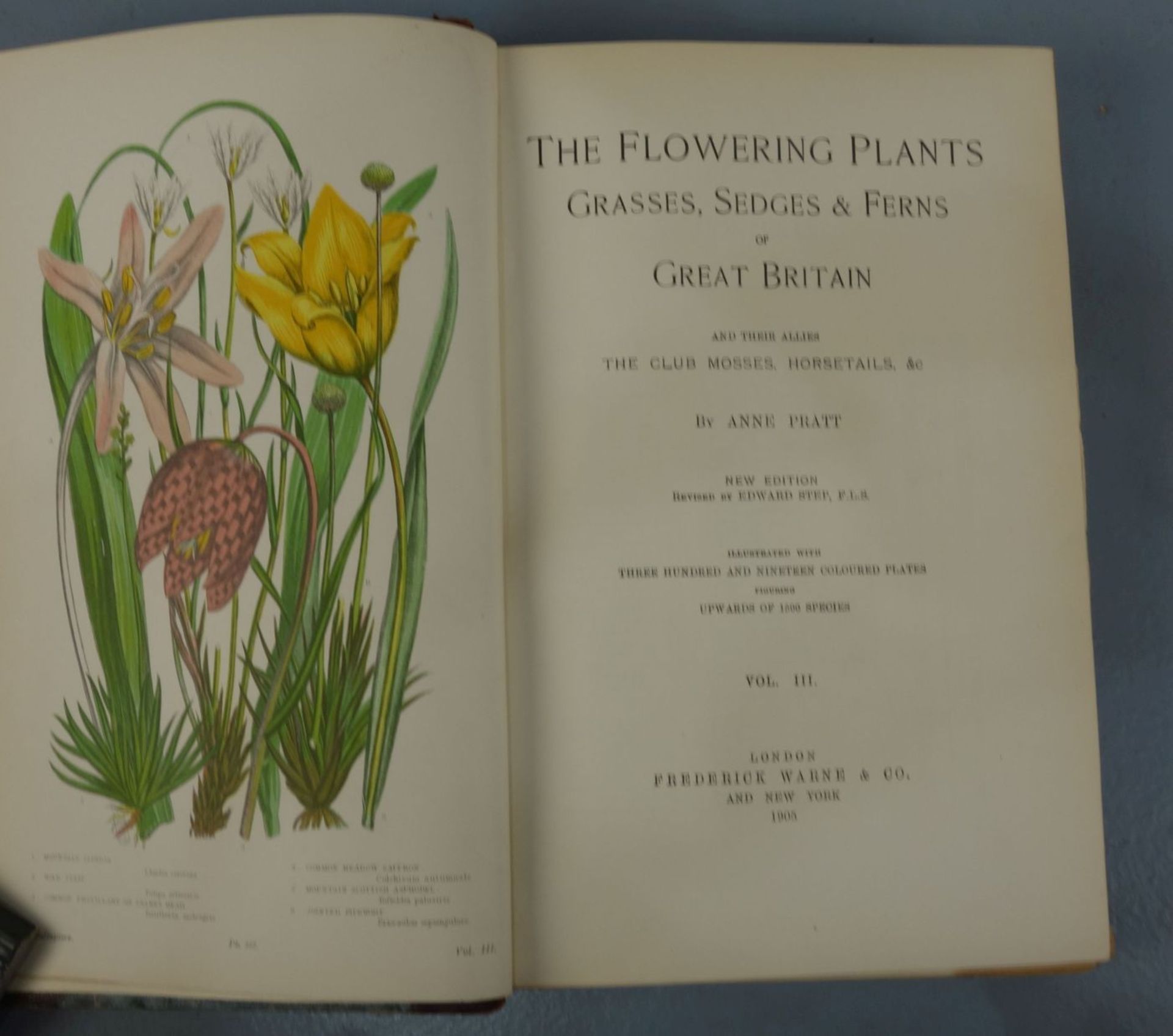 "The Flowering Plants - Grasses, Sedgdes and Ferns of Great Britain" - Image 3 of 3