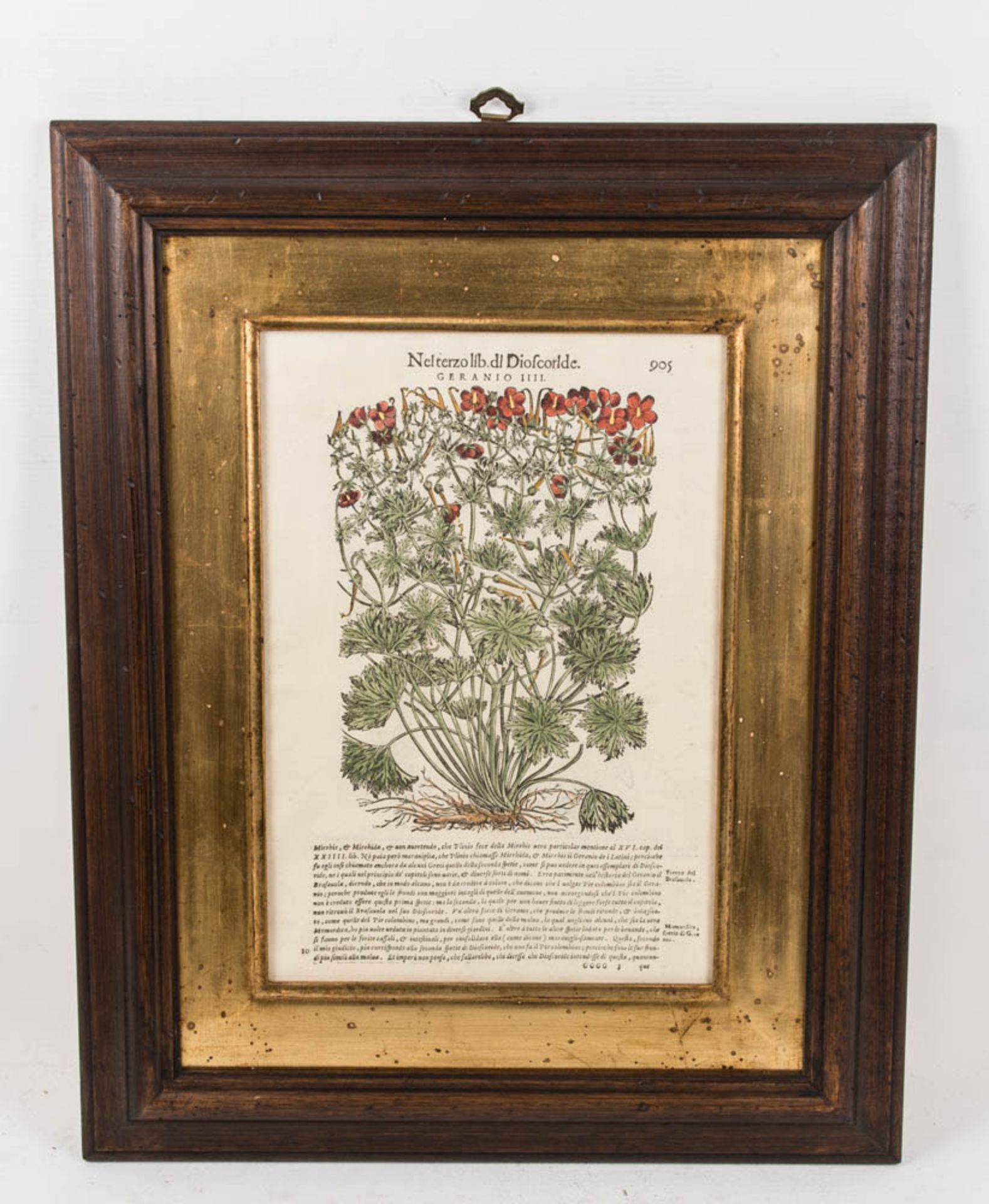 Schöne Pflanzendarstellung, Blutige Geranie, Kolorierter Kuperstich im Imperial-Folio Format.