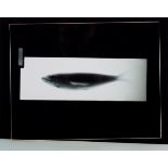 Willmann, Imke "Fisch" 1996, Röntgenfotografie, | Willmann, Imke "Fish" 1996, X-ray photography, v