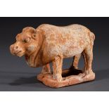Chinesische Figur eines Büffels, roter Ton mit w | Chinese figure of a buffalo, red clay with white