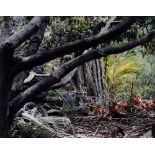 Schwantes, Hendrik "Dschungel" 2000, Farbfotogra | Schwantes, Hendrik "Dschungel" 2000, color photo