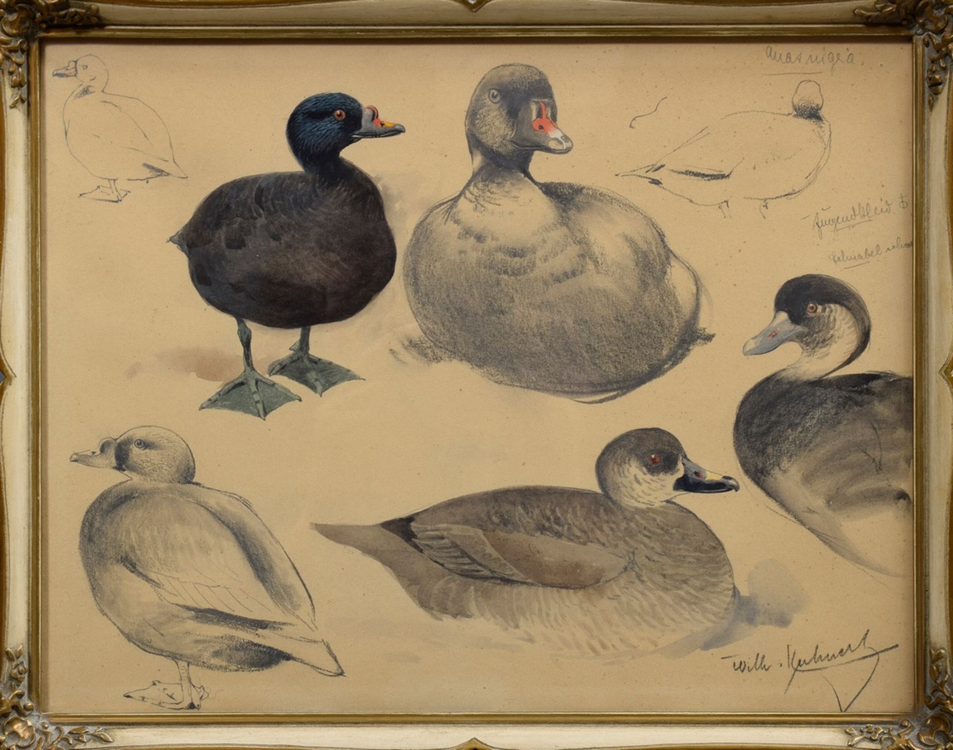 Kuhnert, Wilhelm (1865-1926) "Study sheet ducks", pencil/paper partly watercolored and inscr., b.r. - Image 2 of 4