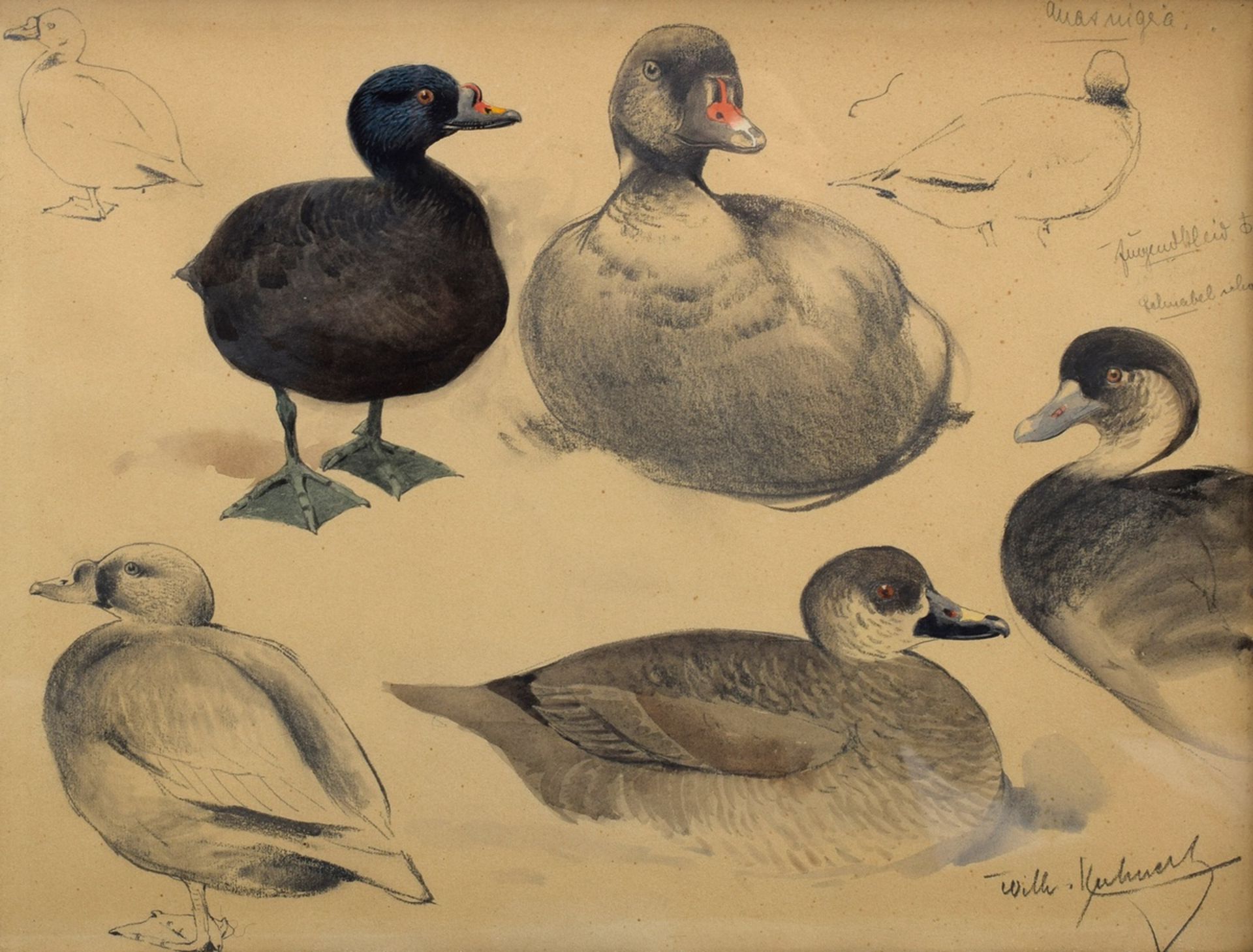 Kuhnert, Wilhelm (1865-1926) "Study sheet ducks", pencil/paper partly watercolored and inscr., b.r.