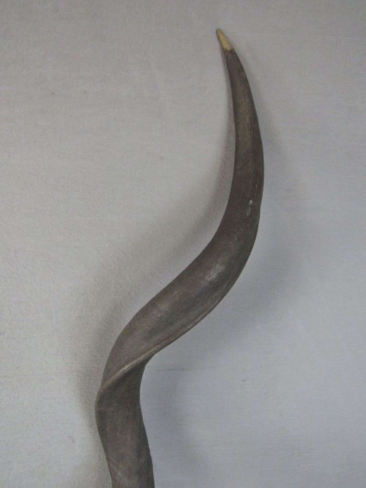 Gehörn Geweih afrikanisch ca.70cm - Image 4 of 7