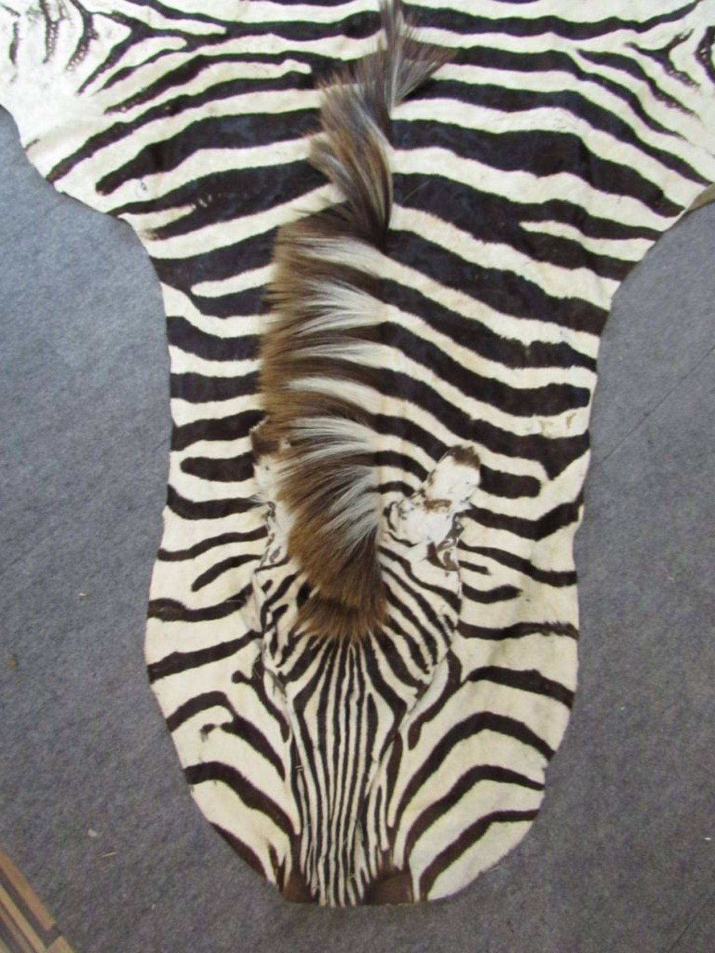 Zebrafell - Bild 2 aus 8