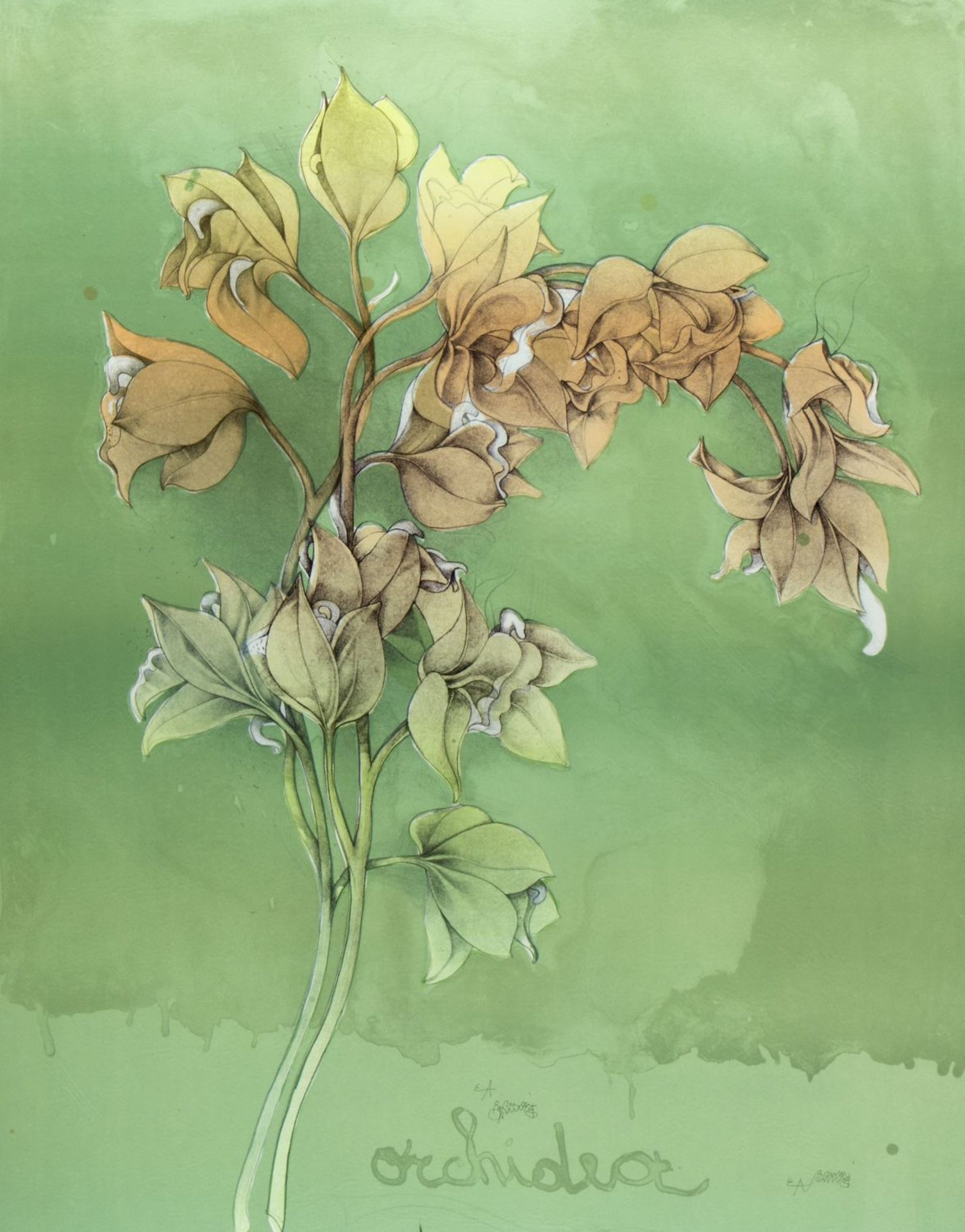 Bruni, Bruno. 1935 GradaraVier Amaryllis. Orchidea. 2 Lithographien. Sign. Bis 91 x 68 - Bild 3 aus 3