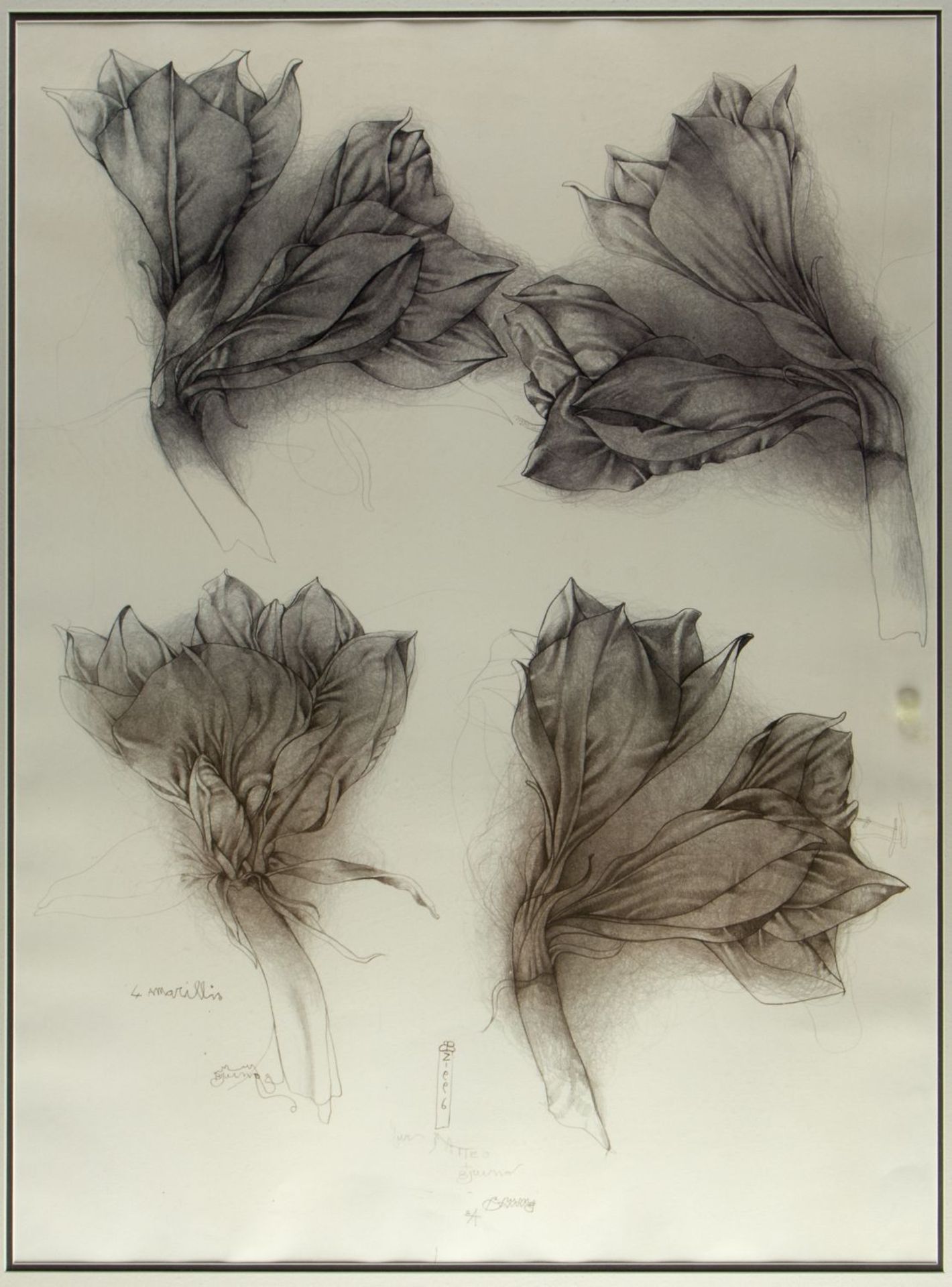 Bruni, Bruno. 1935 GradaraVier Amaryllis. Orchidea. 2 Lithographien. Sign. Bis 91 x 68 - Bild 2 aus 3