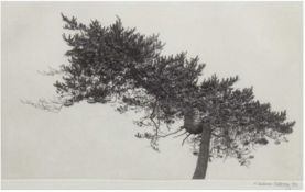 Rattray, Diana (1947) "Baummotiv", Radierung, handsign. u.r. und dat. '82, Blattgr.53,4x39,6