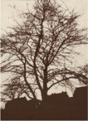 "Baum im Herbst", Grafik, unsign., 49x33 cm, im Passepartout hinter Glas