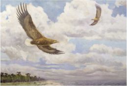 Dethloff, H. "Seeadler über der Küste", Öl/Lw., sign. u.l., 100x143 cm, Rahmen