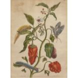 Sluyter, Pieter (1675 Amsterdam-1713 ebenda) "Paprikapflanze mit Blüten und Früchten",
