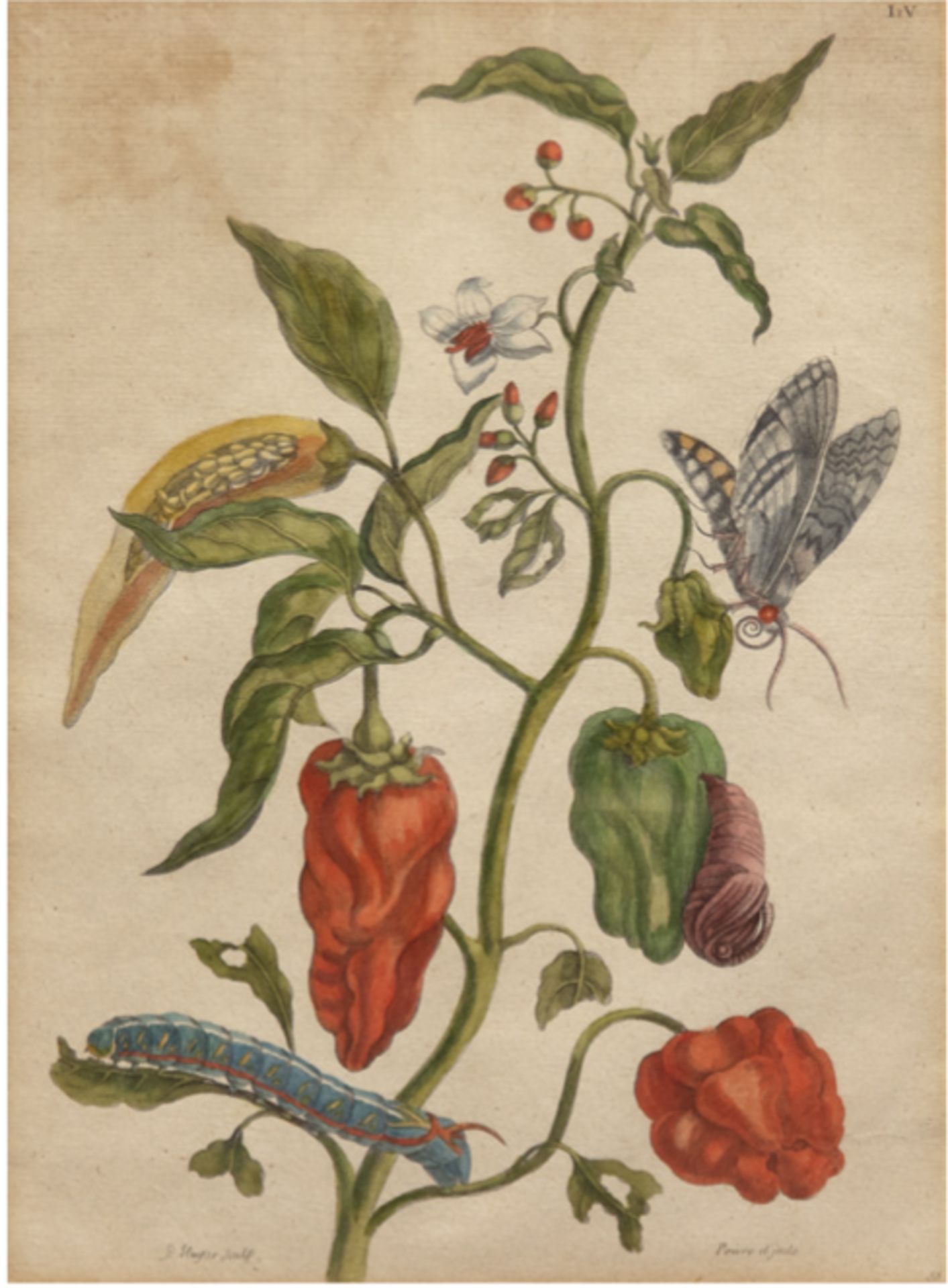 Sluyter, Pieter (1675 Amsterdam-1713 ebenda) "Paprikapflanze mit Blüten und Früchten",