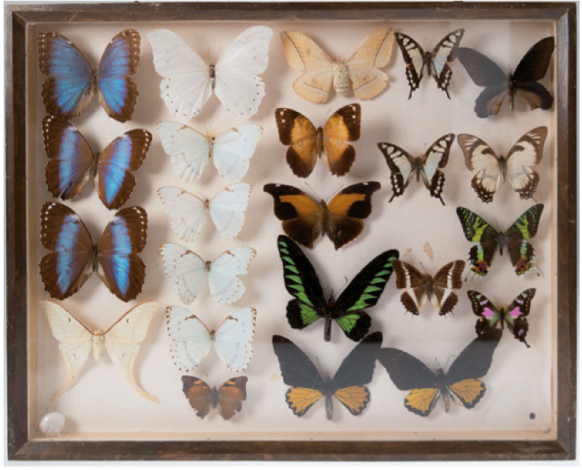 Schaukasten mit europäischen Schmetterlingen, versch. Arten, 42x50,5 cm