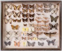 Schaukasten mit exotischen Schmetterlingen, versch. Arten, 42x51 cm
