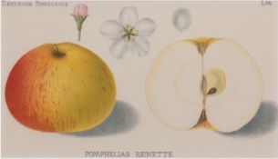 "Deutsche Pomologie-Apfel Renette", kolorierter Stich, 13x21 cm, im Passepartout hinter Glas und Ra
