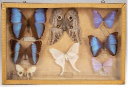 Schaukasten mit 8 exotischen Schmetterlinge, um 1930, mit handschriftlichen Bezeichnungen, 26x39x5 