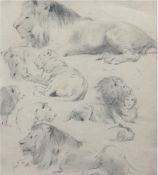 Tiermaler 19./20. Jh. "Löwen", Bleistiftstudie, unsigniert, 31x25 cm, hinter Glas im Passepartout u