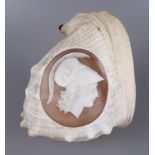 Helmschnecke oder Cassis cornuta mit Kammé der Minerva / Athena, Italien, 19.Jh