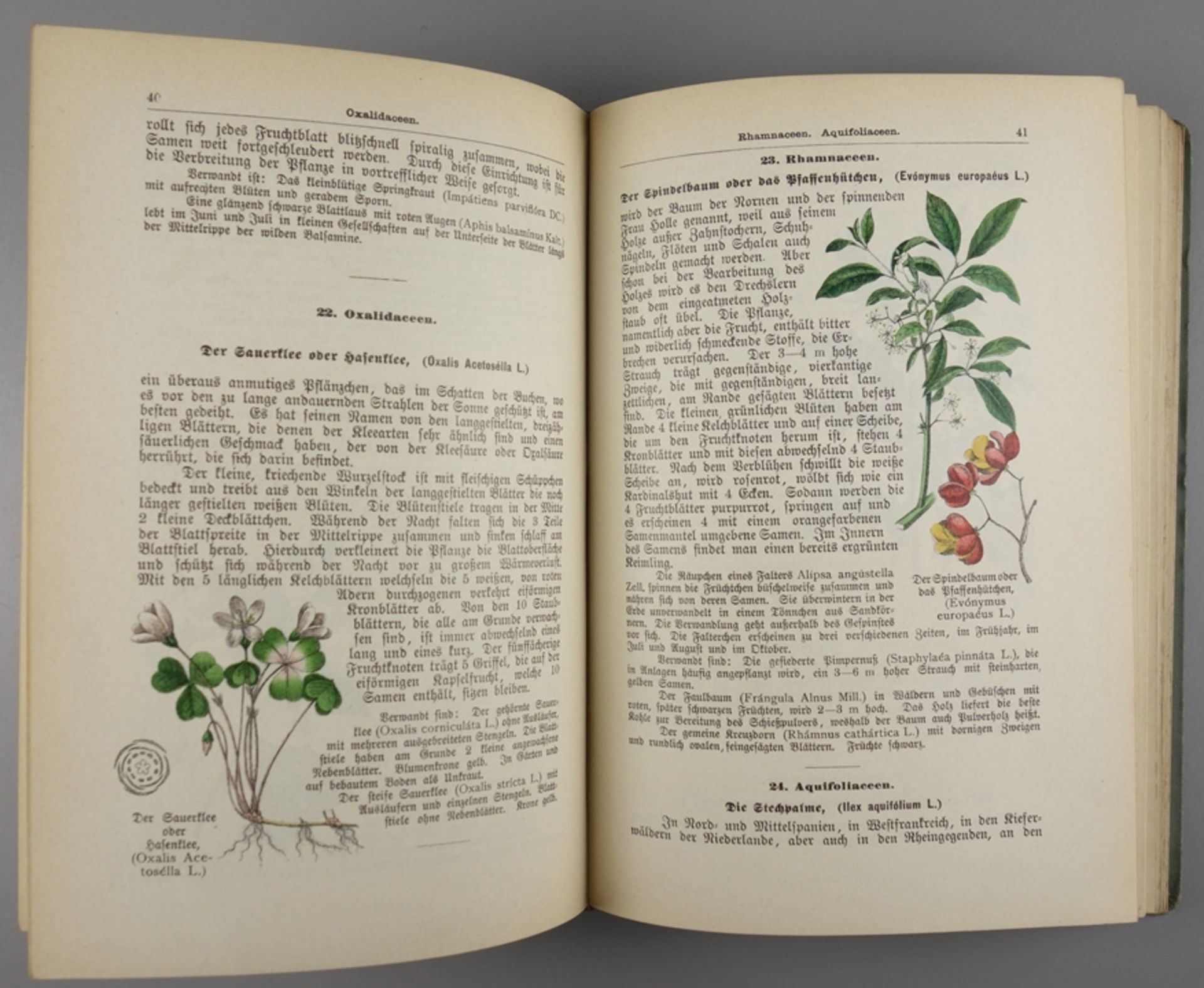 Pflanzenbuch, Dr.Max Dalitzsch, 1900, mit in den Text eingedruckten, farbigen A - Bild 2 aus 2