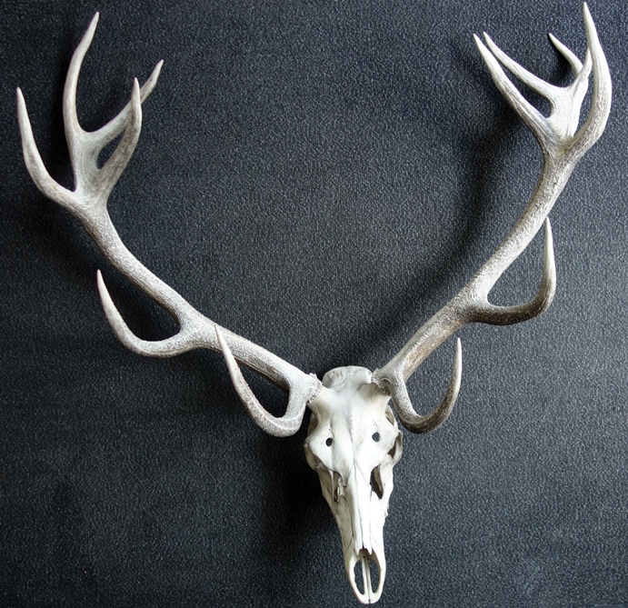 Stag antlers with skull and upper row of teeth, twelve-pointer