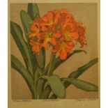 Ernst Rötteken (1882, Detmold - 1945, ebd.), „Klivie (Clivia miniata)“, Farbholzschnitt