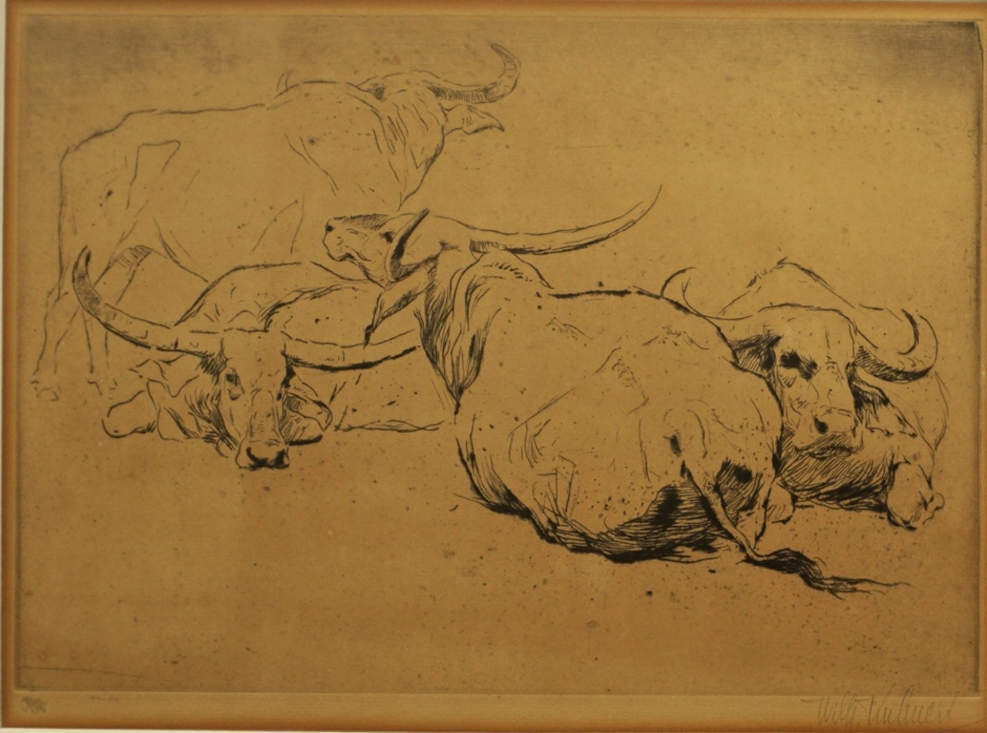 Wilhelm Kuhnert (1865, Oppeln - 1926, Flims), "Water Buffalo", etching