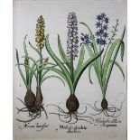 Hyazinthen aus ,Hortus Eystettensis?, um 1650, Kupferstich ?I. Muscari obsoleto albo flore. II. Mus