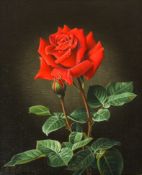 GRÜNBERG, Wolfgang: Rote Rose