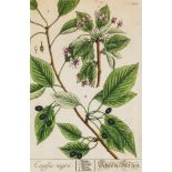 Herbarium Blackwellianum