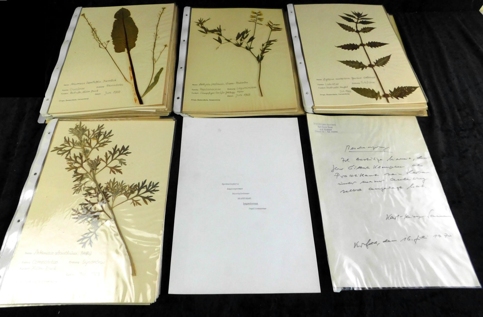 Wissenschaftl. Herbarium, Großer Ordner 1969, Apotheker Bescheinigung zum Lehrende 1970<br