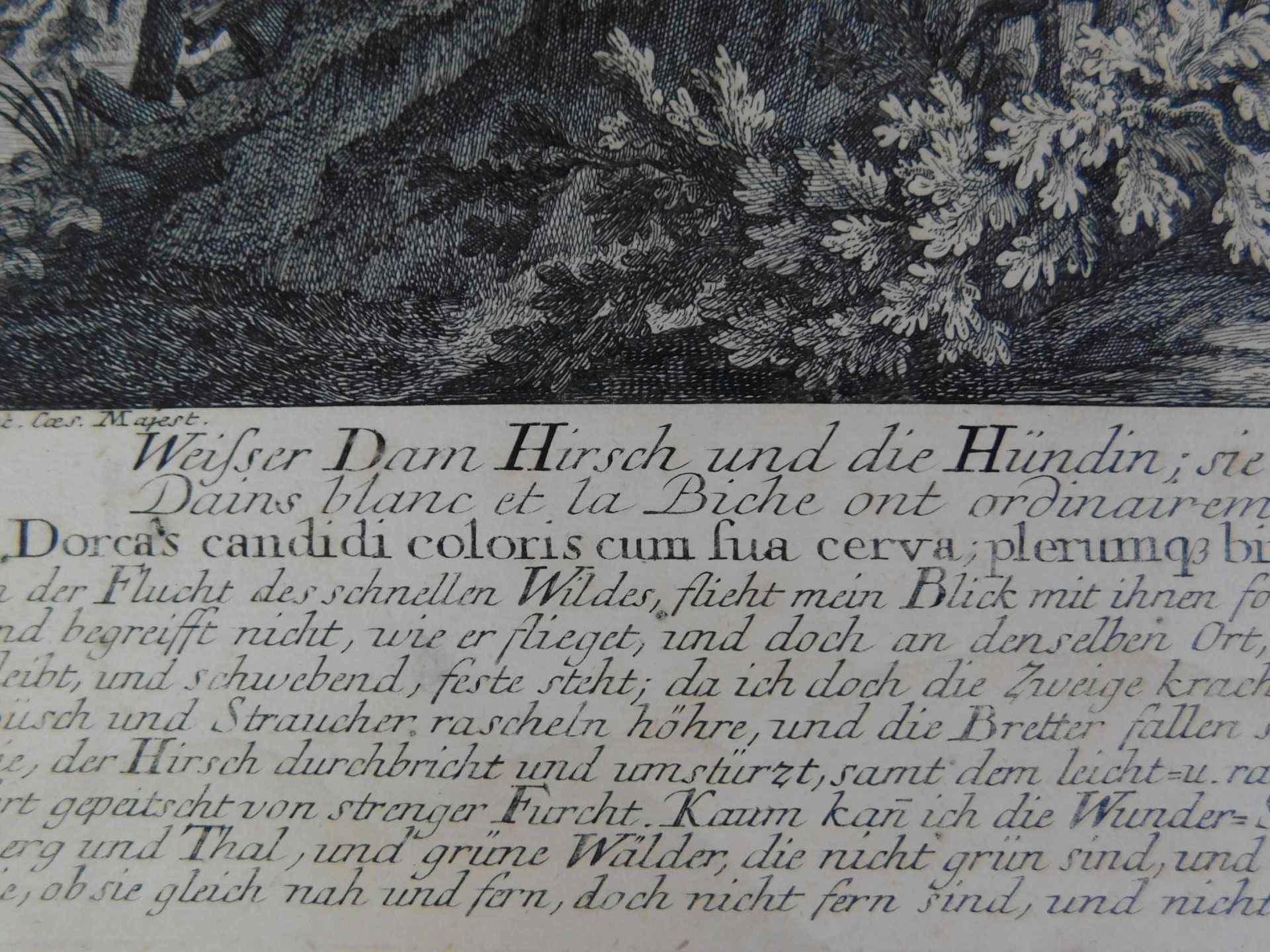Johann Elias Ridinger (*1698-1767), orig. Kupferstich, ca. 1736, Weißer Dam Hirsch u. die Hünd - Image 4 of 4
